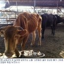 소격리농장 Daum카페