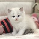 대구고양이분양 도레미캣 이미지