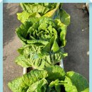 천하장사 이미지