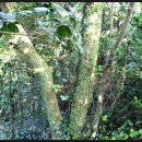 대붕초등학교 이미지