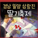 사람들밀양삼랑진1호 | 밀양 삼랑진 딸기 시배지 축제 후기