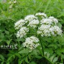 [국진이의 이야기] 2월 20일(금) - 미나리