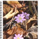 티디바이오 이미지