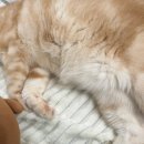 파스쿠치 파주문산DI점 | [파주] 견생냥품 24시 파주애견용품 무인펫샵 문산수타운점 다녀왔어요 🐾