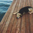 화정동물병원 이미지