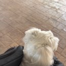 뿅뿅 | 아이디어랩 스튜디오, 하트뿅뿅 프로필사진 광진구 강아지사진관