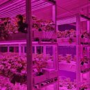 넥스트온 이미지