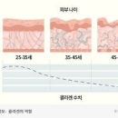 저분자 콜라겐 먹으면 좋아지는 점 고르는법 안좋은 점 콜라겐 많은 음식 이미지