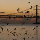 부산갈메기 이미지