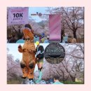 봉황대공원(주차장입구) | [경주 벚꽃런] 2026년 33회 10K 🌧우중RUN 후기, 주차팁