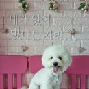 비숑 - 청주시 상당구 성안로 66-1 | 비숑
