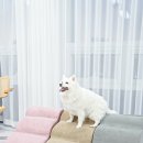 미오펫