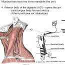 Muscles that move the lower mandible 턱관절 근육 이미지