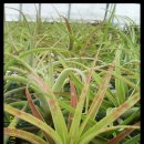 시아농장 이미지