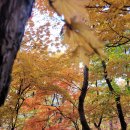 단풍두부 이미지