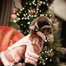 페트코코 이미지