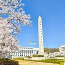 경희큰나무의원 | 경기도 용인 벚꽃 명소 경희대학교 국제캠퍼스 벚꽃 실시간 4/8