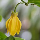 일랑일랑 이미지