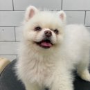 호야네애견샵 이미지