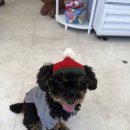 애견&만들기 | 동탄 애견 수제간식 무인샵 [멍식이] 후기｜강아지 케이크 만들기 체험