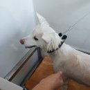 퐁퐁파피 - 화성시 조암동로36번길 21 | 강아지 셀프목욕 후기 : 용인 퐁퐁파피(중대형견 셀프목욕, 위탁목욕, 강아지미용)