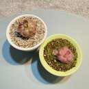 마더렙타일 | 랩타일&플랜트 | 동대문 희귀동물&식물박람회 후기(+식쇼)