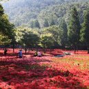 아름다운 대한민국 이야기 12 - 불갑산 꽃무릇 붉은 물결에 내 마음도 물들어가네 이미지