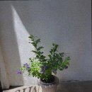 플로미스 이미지