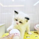 김해 해피몽 김해강아지분양 고양이분양 이미지