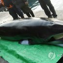 밍크고래
