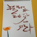 POP&캘리그라피 주간 이미지