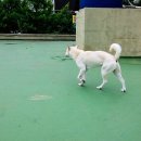 수와니