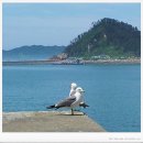 태공중고낚시 | 신진항 다녀 왔슴다.~~~ (경기화성중고매장,오산중고매장,화성중고매장,동탄중고매장,수원중고매장)