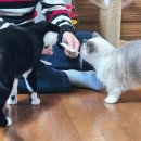 모리동물병원 | 고양이비뇨기간식 벨릭서 유리너리 츄르 모리 반응 솔직 후기