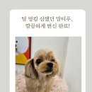 세븐일레븐 부산망미삼성점 | 광안리애견미용 쁘띠몽펫샵에서 말티푸 미용 맡겼어요!