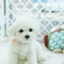 몽프리제 이미지