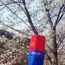 옥포 송해공원 벚꽃축제 방문후기, 벚꽃사냥 성공!