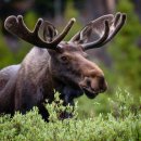 See stampeding moose chase cyclist along trail in Alaska 이미지