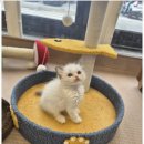 달콤하니냥 이미지