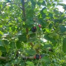 속리농원 이미지