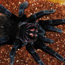 인터매니아 이미지