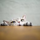 서초동물병원 이미지