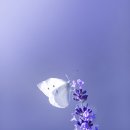 봄뫼 네이버블로그
