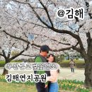 연지공원(음악분수사무실) | 부산근교 벚꽃 명소 김해연지공원 벚꽃 만개 주차 실시간 후기