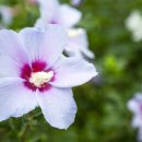 야생화단지내 이미지