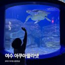 아쿠아플라넷 여수 | 여수 아쿠아플라넷 초등아이랑 관람후기