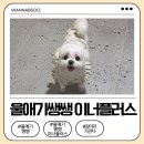 헬스플러스약국 | 강아지기관지영양제 찾다 발견한 울애기쌩쌩 이너플러스! 우리강아지 켁켁거림 걱정 덜었어요