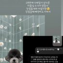 무거동 강아지 미용실 이미지