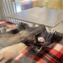 댕댕냥냥 이미지