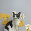 [딩동펫 고양이 캣휠 후기।일상]혼자 조립하고 바로 사용해본 후기! 내돈내산